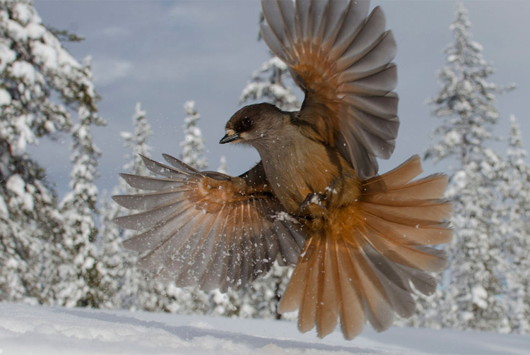 "Snowbird", finalista w kategorii od 15 do 17 lat, fot. Edwin Sahlin, Szwecja